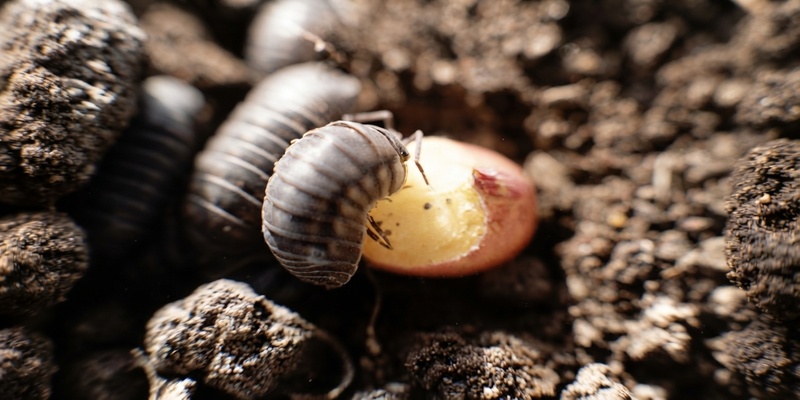 bicho bolita clartex