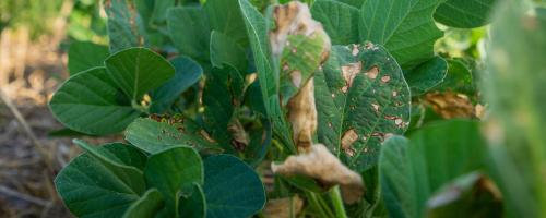 Soja estresada por Paraquat